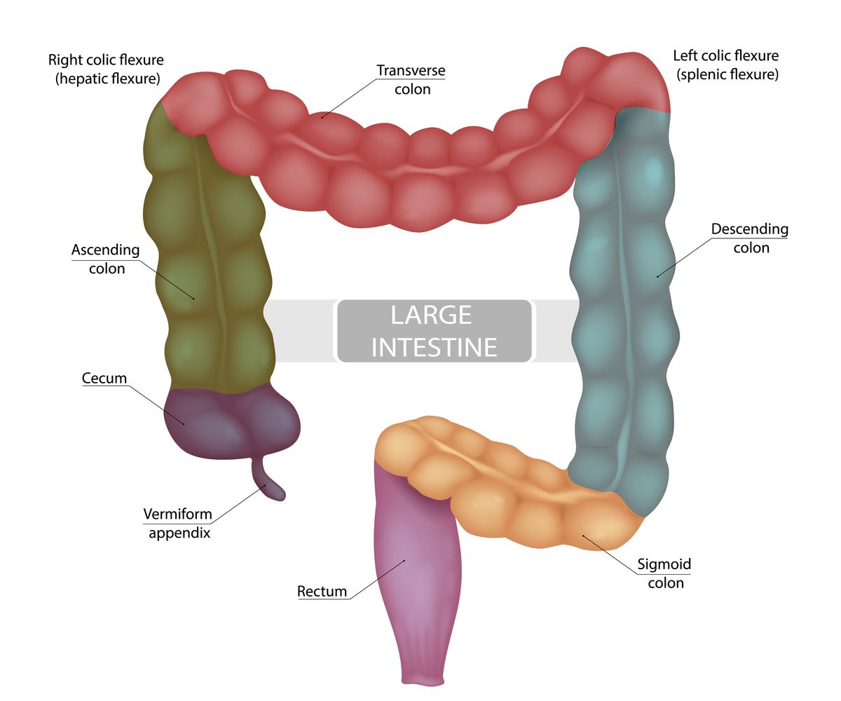 Anatomy of the large bowel showing divisions of the colon